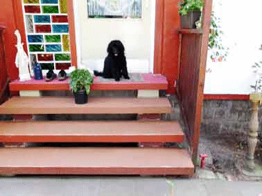 _Treppe-mit-Hund02